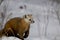 American Pine Marten   847070