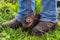 American Pine Marten Martes americana Kit Looks Up Between Persons Feet Summer