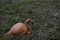 American pink flamingo Phoenicopterus ruber