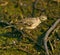 American Pipit