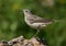 American Pipit