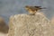 American Pipit - Anthus rubescens