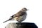 American Pipit (Anthus rubescens)