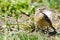 American Pipit (Anthus rubescens)