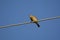 American Pipit bird rests on a hydro wire