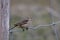 American Pipit bird rests on a wire fence