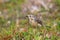 American Pipit, Newfoundland, Canada