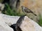 American Pipit on a Rock