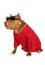 American Pit Bull Terrier dog dressed in a red t-shirt