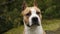 American Pit Bull Terrier in nature. close-up portrait.