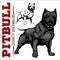 American Pit Bull Terrier, Pitbull.