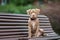 American pit bull terrier puppy posing on a bench