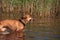 American pit bulls running in the water