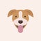 American Pitbull Terrier Portrait.