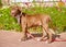 American pitbull terrier puppy on red leash walking and looking away right next to flowerbed