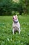 American pitbull terrier sitting on grass in park and looking around with tongue out