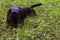 American pitbullterrier dog with his head on his paws lying on the green grass in the park