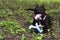 American pitbullterrier dog with puller in paws lying on green grass in par