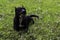 American pitbullterrier dog with a toy in the teeth lying on green grass in park