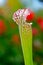 American Pitcher Plant, Sarracenia species