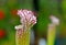 American Pitcher Plant, Sarracenia species