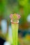 American Pitcher Plant, Sarracenia species