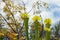 American Pitcher Plant, Sarracenia species