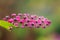 American pokeweed green fruits on bright pink flowerhead