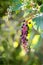 American Pokeweed Phytolacca americana
