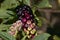 American Pokeweed Phytolacca americana berries with a fly