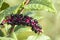 American pokeweed Phytolacca americana plant