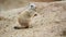 American prairie dog