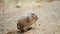 American prairie dog