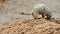 American prairie dog digging