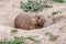 American prairie dog in his dirt hole home