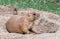 American prairie dog near his tunnel