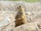 American prairie dog sitting alert to attention, phoenix, arizona, united states