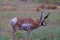 American Pronghorn Antelope