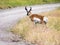 American pronghorn antelope crossing the road