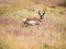 American pronghorn antelope on a meadow