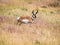 American pronghorn antelope on a meadow