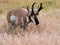 American pronghorn antelope on a meadow