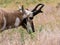 American pronghorn antelope on a meadow