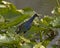 American Purple Gallinule