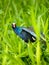 The American Purple Gallinule