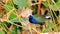 American Purple Gallinule Bird