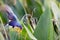 An American Purple Gallinule perches precariously