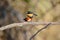 American pygmy kingfisher