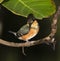 American pygmy kingfisher