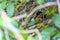 American pygmy kingfisher - Chloroceryle aenea